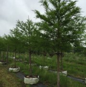 Taxodium distichum: Bald Cypress