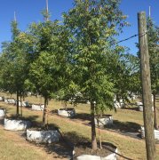 Pistacia chinensis: Chinese Pistache