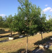 Ilex attenuata 'east palatka': Holly