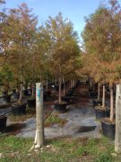 Taxodium distichum: Bald Cypress