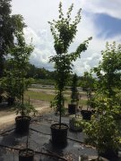 Acer leucoderme: Chalk Maple