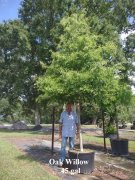 Quercus phellos: Willow Oak