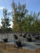 Acer rubrum 'drummondii': Swamp Red Maple
