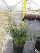 Elaeagnus ebbingei: Silverberry