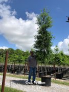 Quercus phellos: Willow Oak