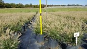 Pennisetum alopecuroides 'hameln': dwarf fountain grass