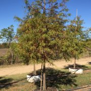 Taxodium distichum: Bald Cypress