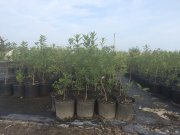 Chionanthus virginicus: white fringetree