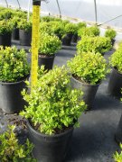 Abelia grandiflora 'kaleidoscope'