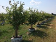 Lagerstroemia indica fauriei 'natchez': Natchez Crapemyrtle