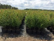 Betula nigra: River Birch