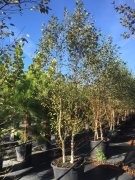 Betula nigra: River Birch