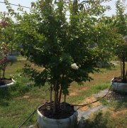 Lagerstroemia indica fauriei 'natchez': Natchez Crapemyrtle