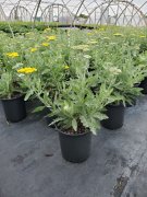 Achillea 'moonshine': Moonshine Yarrow