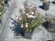 Ruellia brittoniana 'katie pink': Mexican Petunia