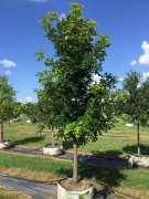 Quercus macrocarpa: Bur Oak