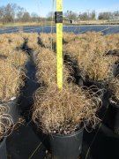 Miscanthus sinensis 'gracillimus': Maiden Grass, Eulalia Grass