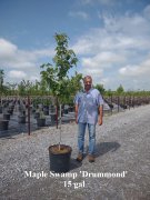 Acer rubrum 'drummondii': Swamp Red Maple