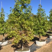 Quercus shumardii: Shumard Oak
