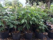 Aesculus parviflora: Bottlebrush buckeye