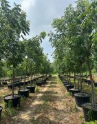 Pistacia chinensis: Chinese Pistache