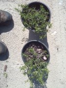 Rosmarinus officinalis 'prostratus': Creeping Rosemary