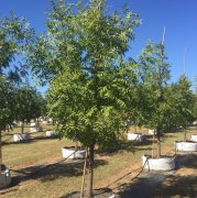 Pistacia chinensis: Chinese Pistache