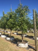 Pistacia chinensis: Chinese Pistache