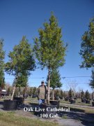 Quercus virginiana 'sdln': Cathedral live oak
