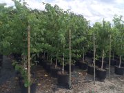 Cercis canadensis: Eastern Redbud
