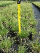 Pennisetum alopecuroides 'little bunny': Dwarf fountain grass
