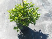 Ixora 'super king': casei super king