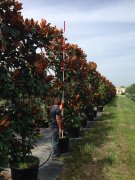Magnolia grandiflora 'd. d. blanchard': Southern Magnolia