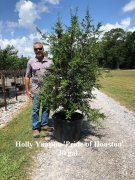 Ilex vomitoria 'pride of houston': Yaupon pride houston