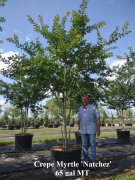 Lagerstroemia indica fauriei 'natchez': Natchez Crapemyrtle