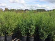 Juniperus virginiana silicicola: Southern red cedar