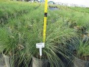 Muhlenbergia capillaris: Muhly Grass, Pink Muhly Grass