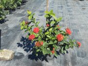 Ixora 'super king': casei super king