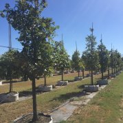 Quercus macrocarpa: Bur Oak