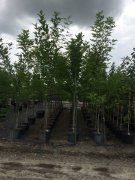 Fraxinus pennsylvanica: Green Ash