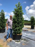 Podocarpus macrophyllus: Japanese Yew, Yew Podocarpus