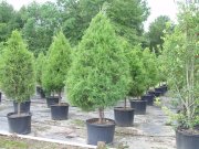 Juniperus virginiana 'brodie': Red cedar