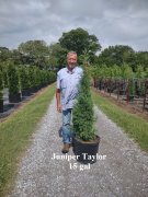 Juniperus virginiana 'taylor': Taylor juniper