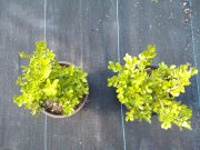 Buxus microphylla japonica: Japanese Boxwood