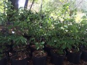Cornus alternifolia: Pagoda dogwood
