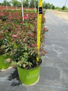 Rosa knockout 'radrazz': Single Red Knockout