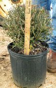 Ilex vomitoria 'nana': Dwarf Yaupon Holly