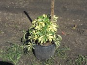 Schefflera arboricola 'trinette': Variegated Arboricola