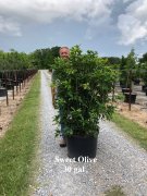 Osmanthus fragrans: Sweet Olive