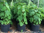 Hydrangea quercifolia: Oakleaf Hydrangea